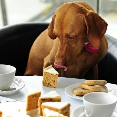 Warum Hunde nicht süß essen können