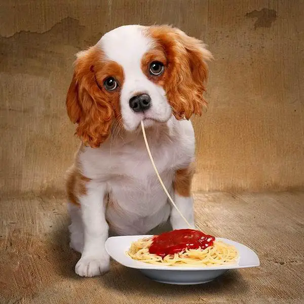 Warum Hunde keine Tomate essen können
