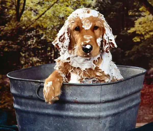 Warum Hunde nicht jeden Tag baden können