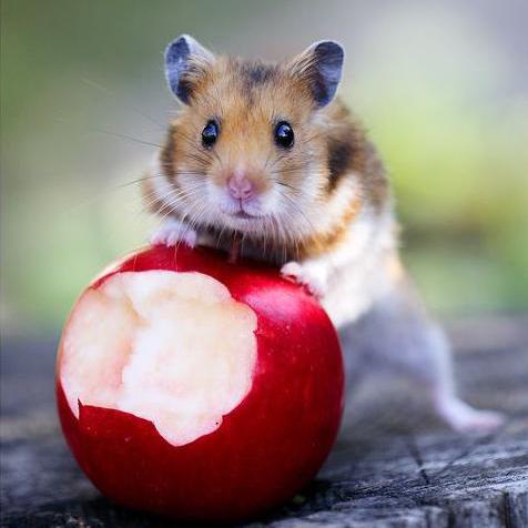Welche Früchte kann mein Hamster essen?