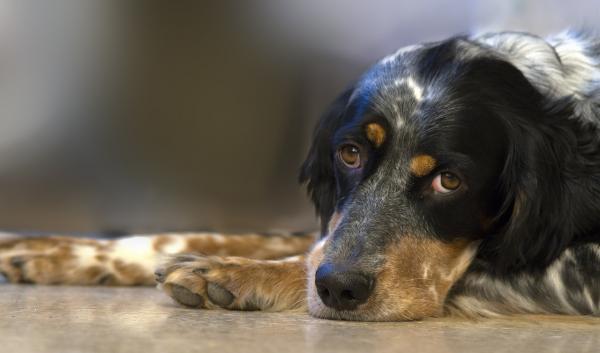Was ein Hund mit Gastritis essen kann
