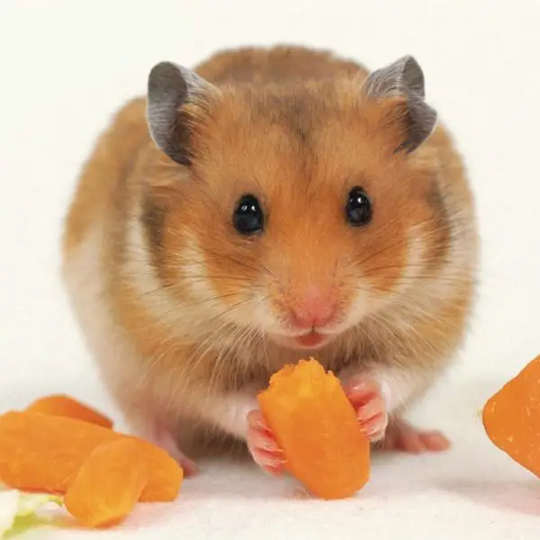 Welches Gemüse kann mein Hamster essen?
