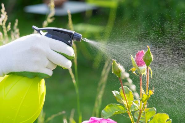 Hausmittel gegen Schädlinge in Ihren Pflanzen