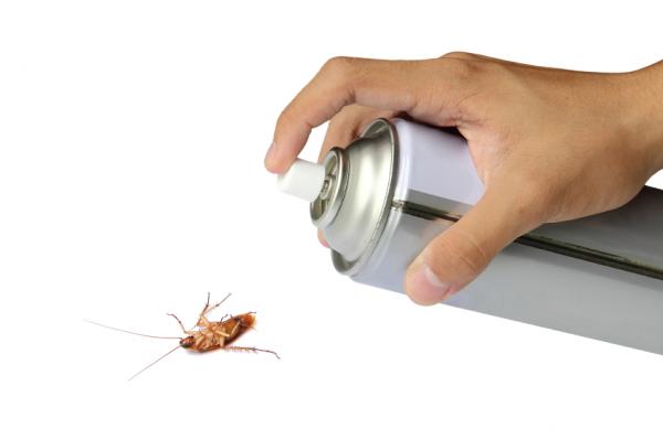 Hausmittel, um Kakerlaken zu töten