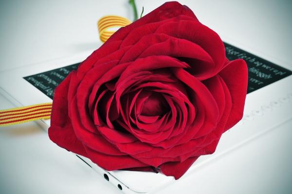 Wie bewahrt man die Rosen von Sant Jordi auf?