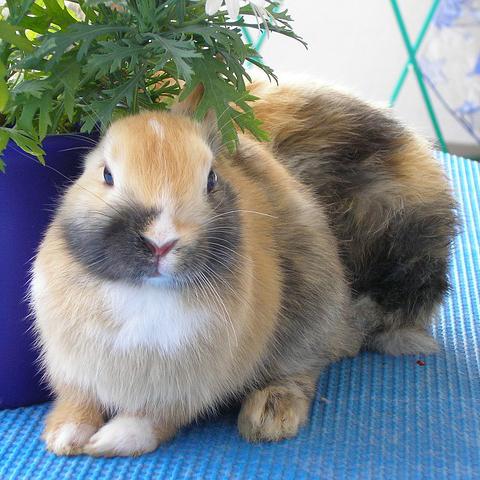 Wie man sich um ein schwangeres Kaninchen kümmert