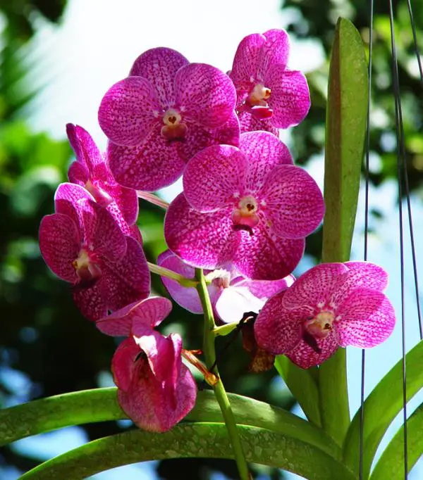 Wie pflegt man Orchideen im Sommer?