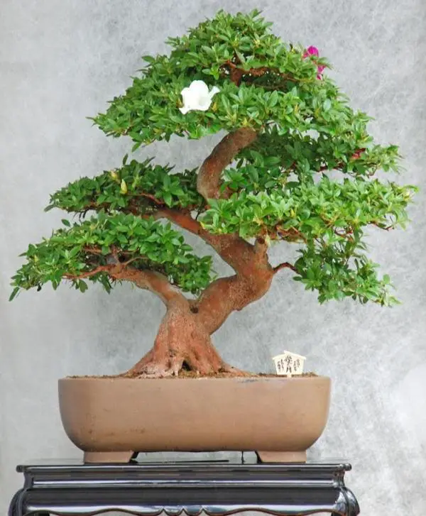 Wie man sich um einen Bonsai kümmert