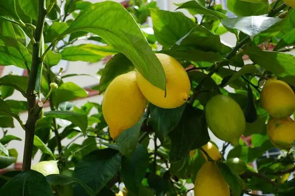 Wie man sich um einen Zitronenbaum kümmert