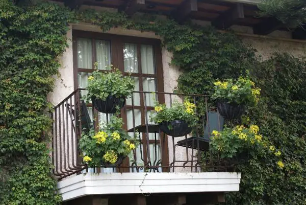 Wie wähle ich die Pflanzen für meinen Balkon?