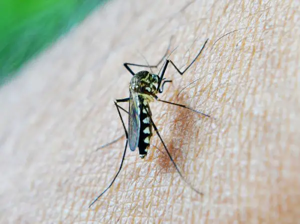 Wie man ein selbstgemachtes Insektizid für Mücken macht