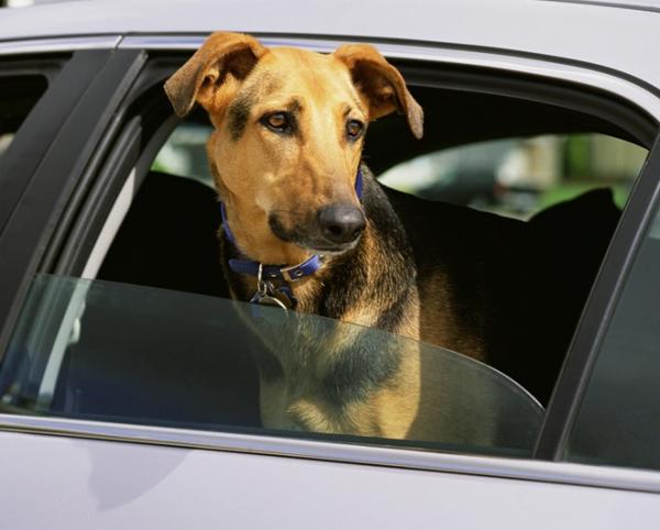 Wie man den Geruch des Hundes aus dem Auto entfernt