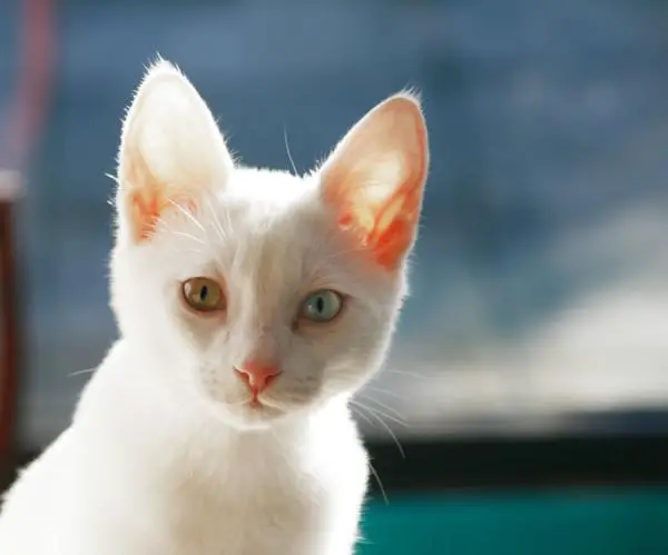 Woher weiß ich, ob meine Katze Albino ist?