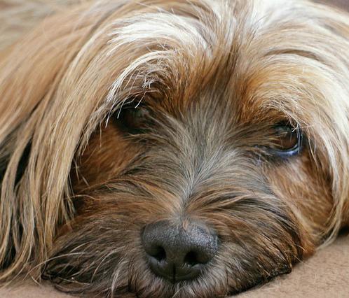Wie kann ich wissen, ob mein Hund Depressionen hat?
