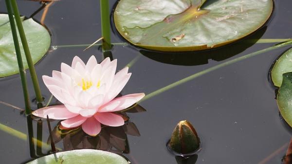 Was ist die Bedeutung der Lotusblume?