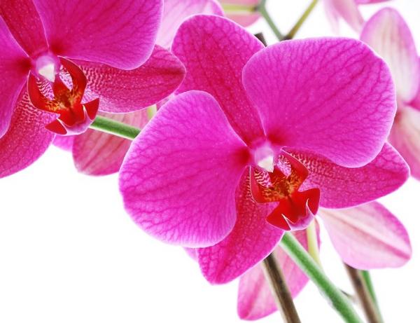 Was bedeutet Orchideen?