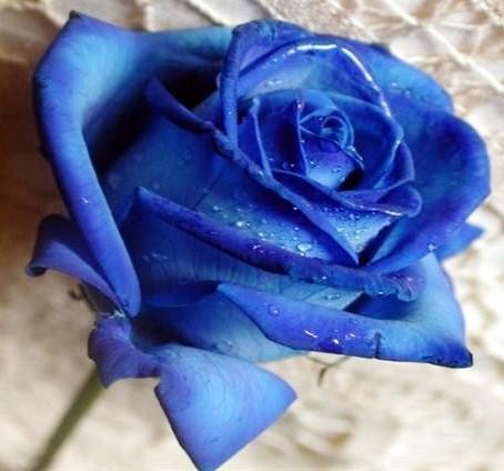 Was bedeuten blaue Rosen?