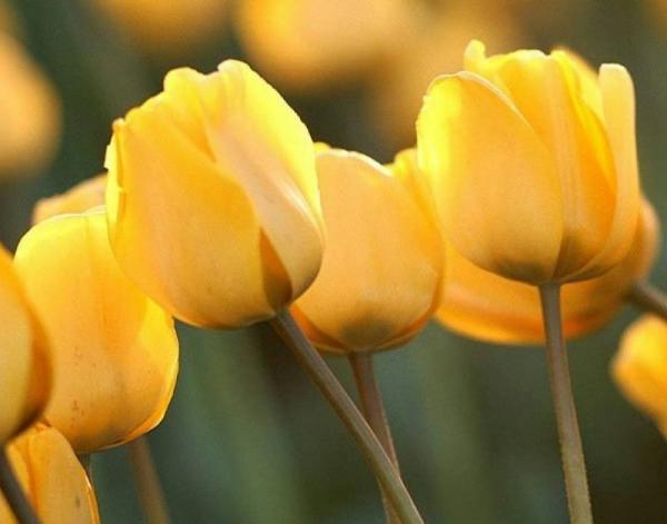Was bedeutet die gelbe Tulpe?