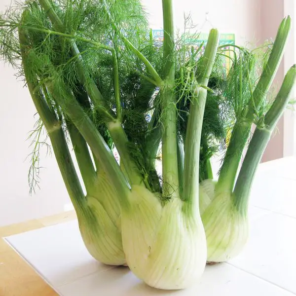 Welche Eigenschaften hat Fenchel?