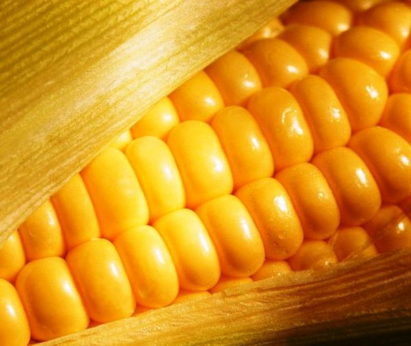 Was sind die Vorteile von Mais?