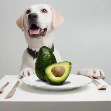 Früchte, die Hunde nicht essen sollten