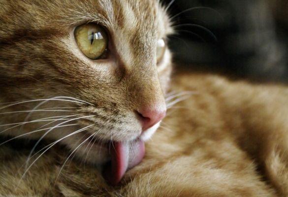 Warum Katzen lecken?