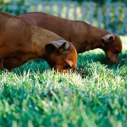 Warum Hunde Gras essen