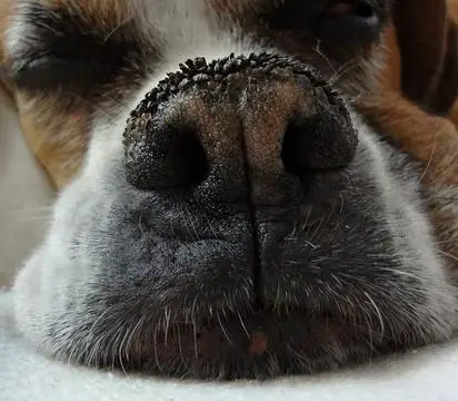 Warum mein Hund eine trockene und rissige Nase hat