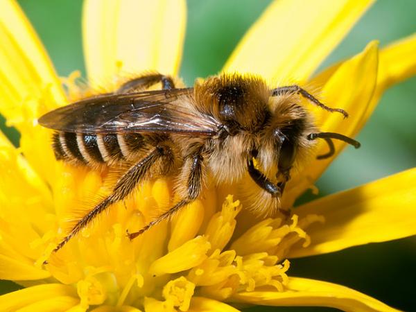 Wie man Bienen abschreckt