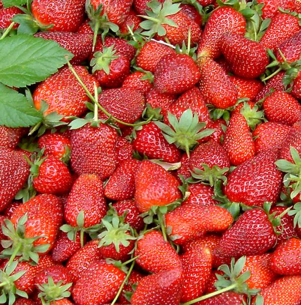 Wie man Erdbeeren konserviert