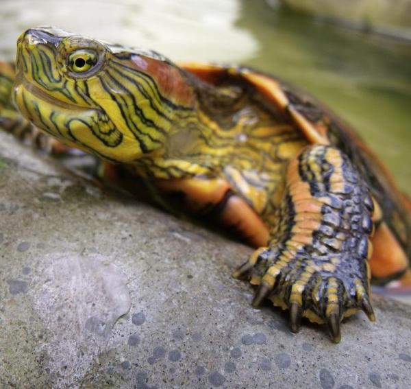 Wie man sich um eine Wasserschildkröte kümmert