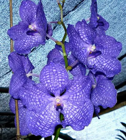 Wie man blaue Orchideen anbaut