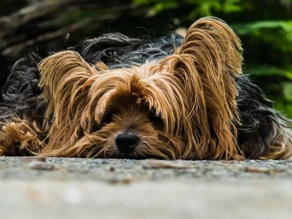 Wie man Hunde-Parvovirus heilt