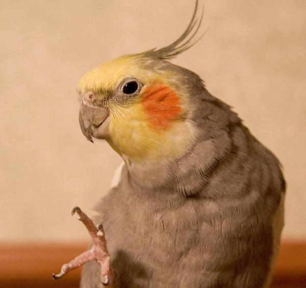 Wie verhindere ich, dass mein Vogel Probleme mit Schnabel und Nägeln hat?