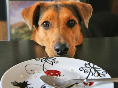 Wie verhindere ich, dass mein Hund beim Essen nach Essen fragt?