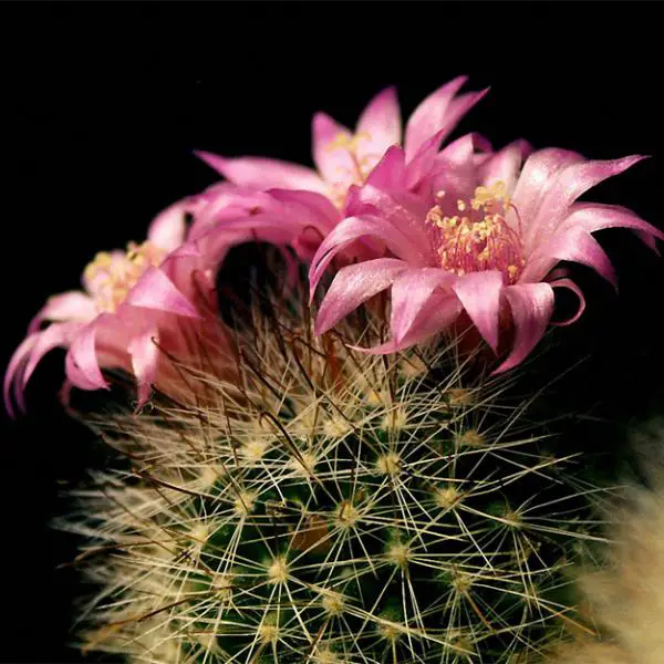 Wie man einen Kaktus zum Blühen bringt