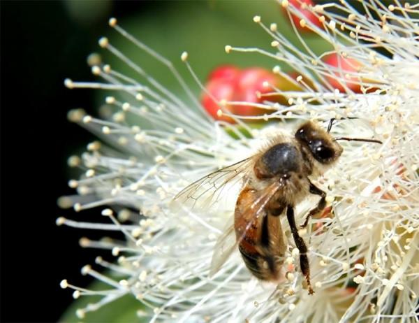 Wie man meine Gesundheit mit Substanzen von Bienen verbessert