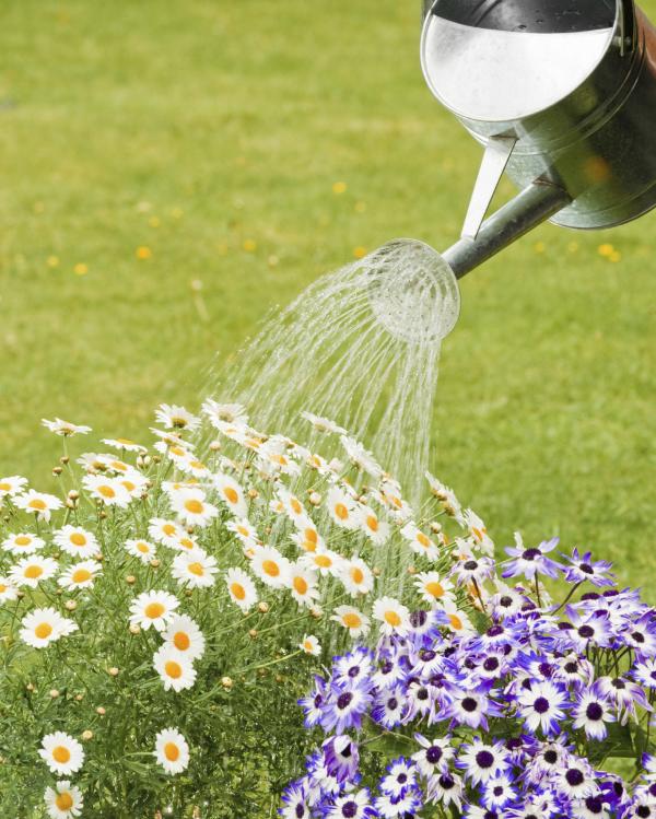 Wie man die Pflanzen im Frühling wässert