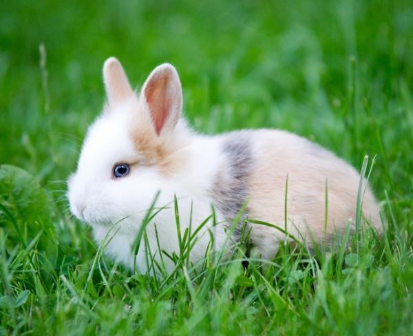 Woher weiß ich, ob mein Kaninchen männlich oder weiblich ist?