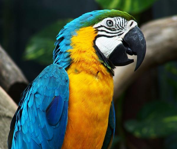 Wie kann ich herausfinden, ob mein Papagei männlich oder weiblich ist?