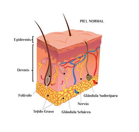 Was sind die Funktionen der Haut?