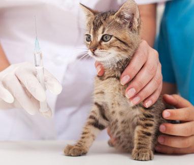 Was sind die obligatorischen Impfstoffe für Katzen?