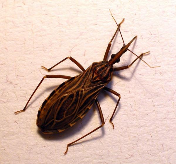 Was sind die Symptome der Chagas-Krankheit?