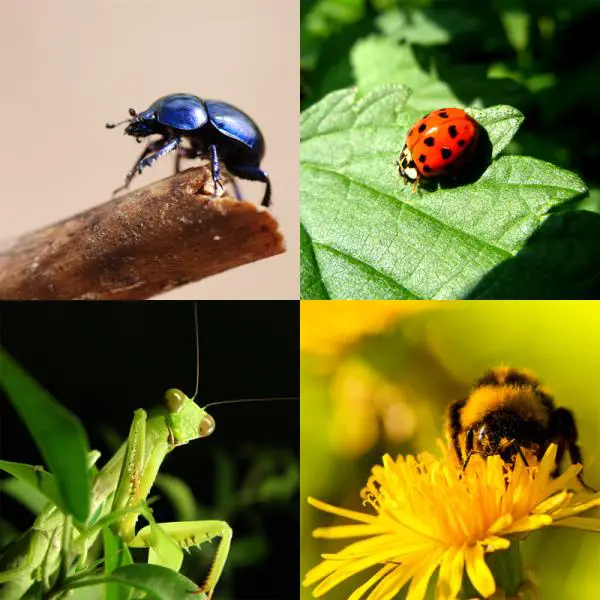 Nützliche Insekten für den Garten