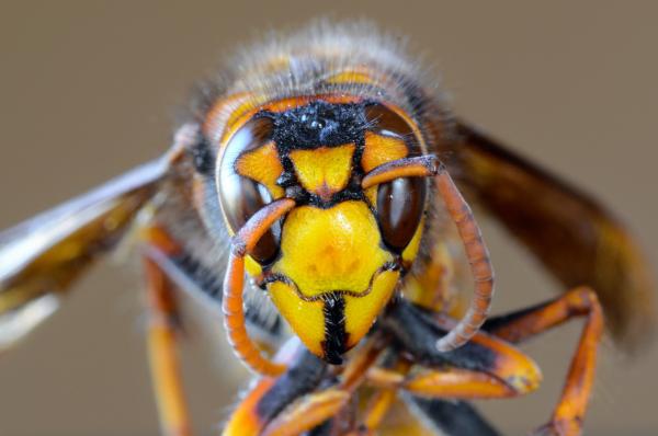 Hausmittel gegen Wespenstich - lindert schnell Schmerzen