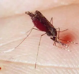 Wie man Mückenstiche natürlich entlastet