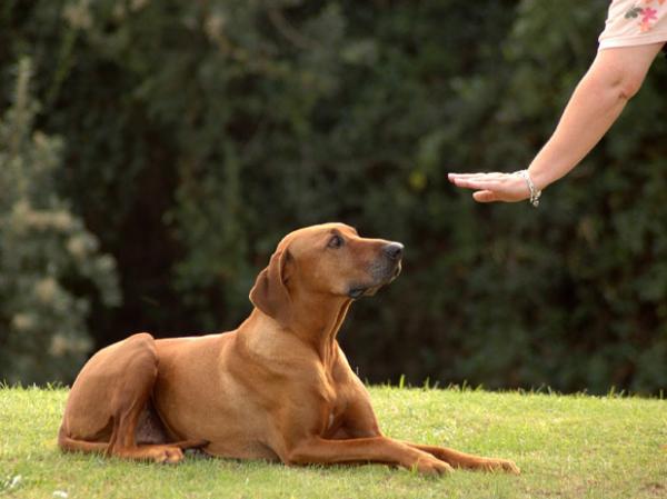 Wie man mit meinem tauben Hund kommuniziert