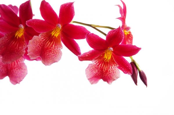 Wie pflegt man Orchideen - praktische Pflegeanleitung
