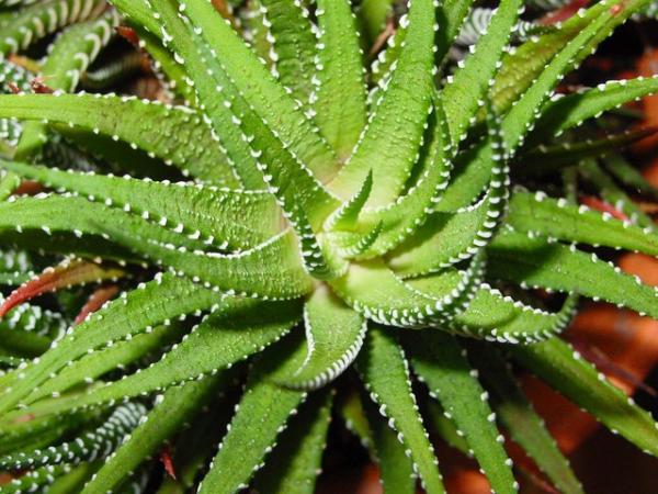 Wie pflegt man eine Aloe Vera Pflanze?