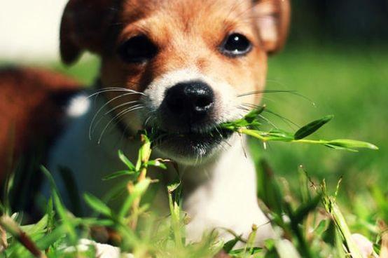 Wie man einem Hund beibringt, keine Pflanzen zu beißen